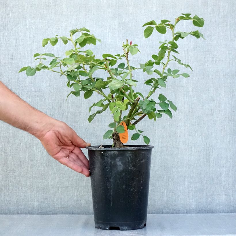 Ejemplar de Rosal Deborah Meillandecor - Rosal tapizante Maceta 4L/5L entregado en verano