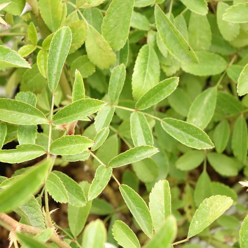Rosal Diamant Rose LENdiro (Follaje)