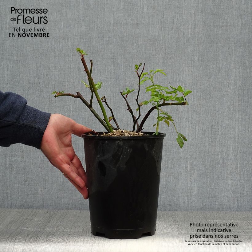 Ejemplar de Rosal Dinky Maceta 4L/5L entregado en otoño