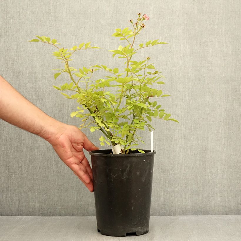 Ejemplar de Rosal Dinky Maceta 4L/5L entregado en verano