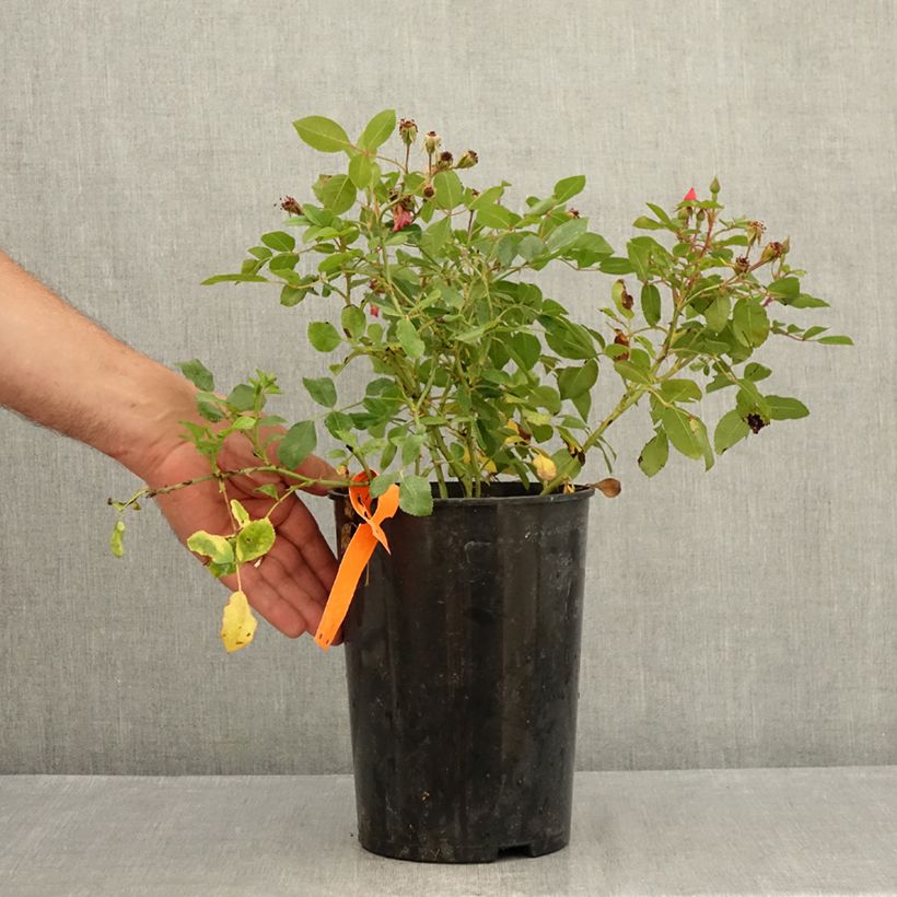 Ejemplar de Rosal Douceur Normande Maceta 4L/5L entregado en verano