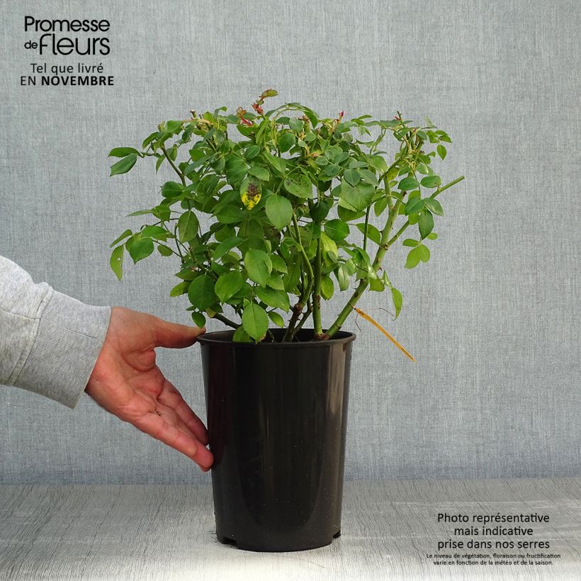 Ejemplar de Rosal Escimo Maceta 3L/4L entregado en otoño
