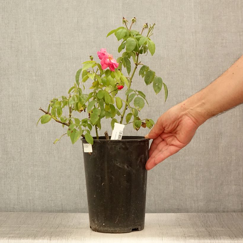 Ejemplar de Rosal Finn's Rose Maceta 4L/5L entregado en verano