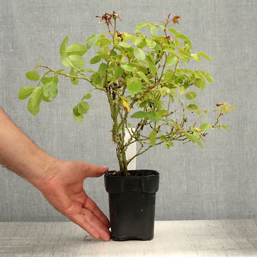 Ejemplar de Rosal Friendly Pink Maceta de 10 cm/11 cm entregado en verano