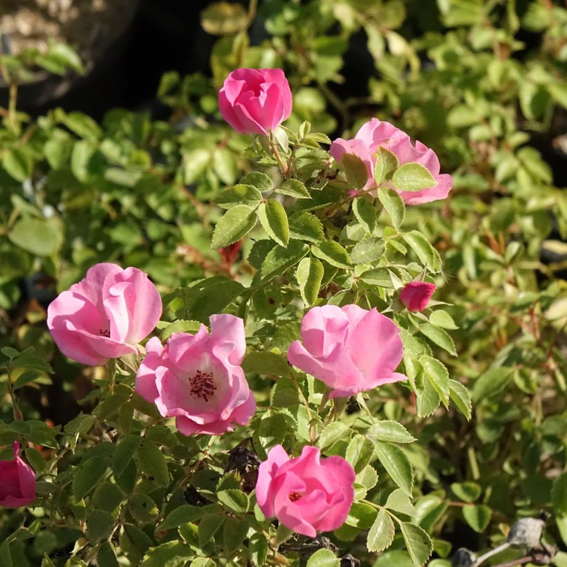 Rosal Friendly Pink (Floración)