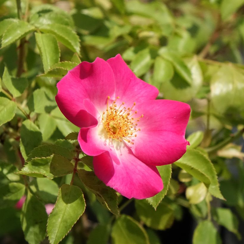 Rosal Friendly Purple (Floración)