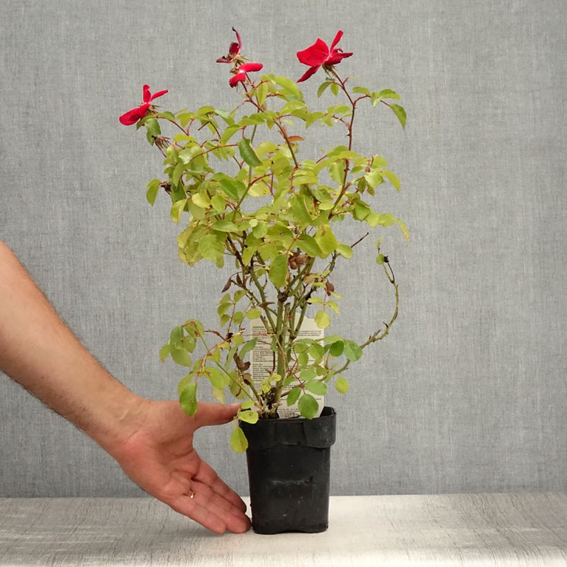 Ejemplar de Rosal Friendly Red Meiariba Maceta de 10 cm/11 cm entregado en verano