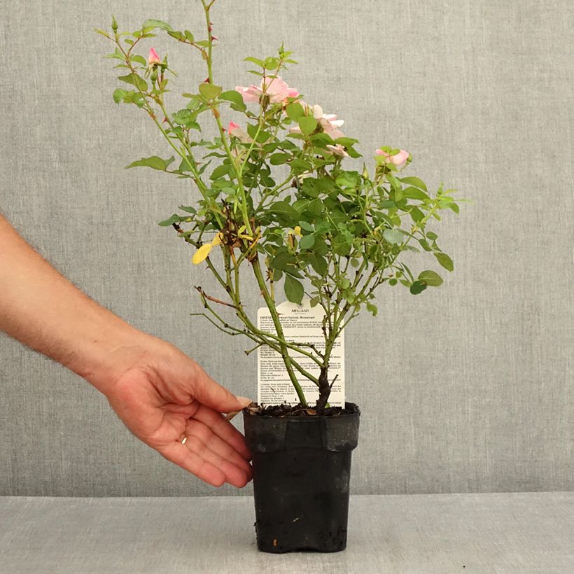 Ejemplar de Rosal Friendly Sweet Maceta de 10 cm/11 cm entregado en verano
