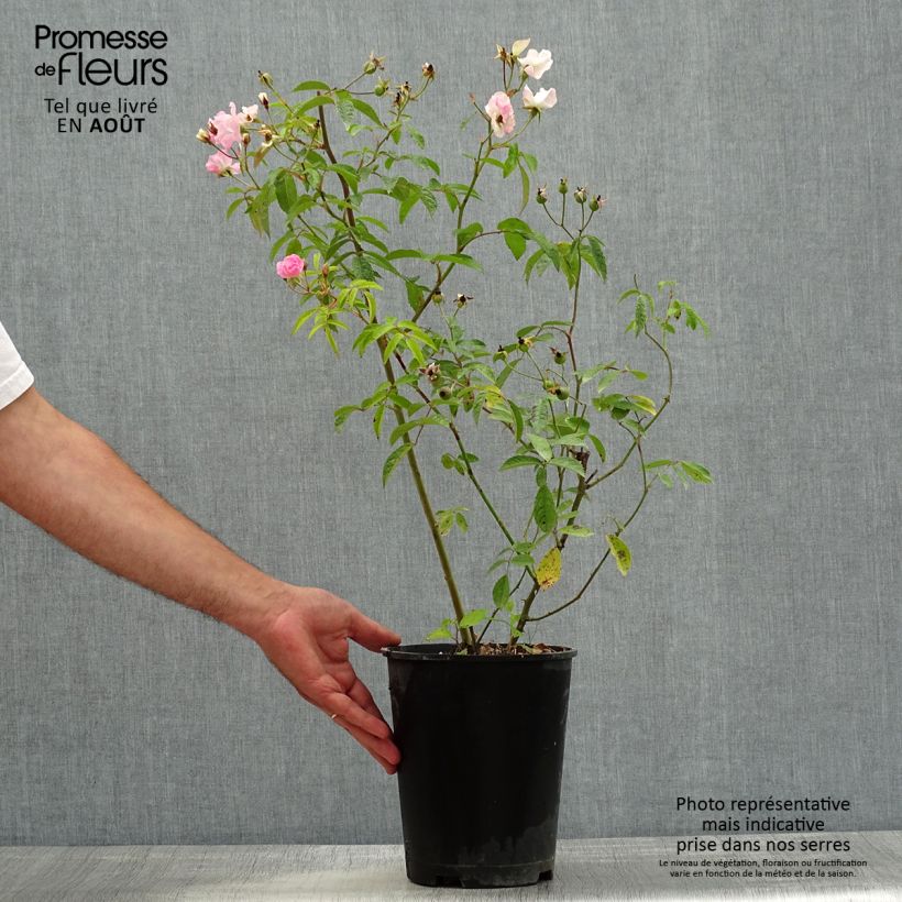 Ejemplar de Rosal Frisson Frais Maceta 4L/5L entregado en verano