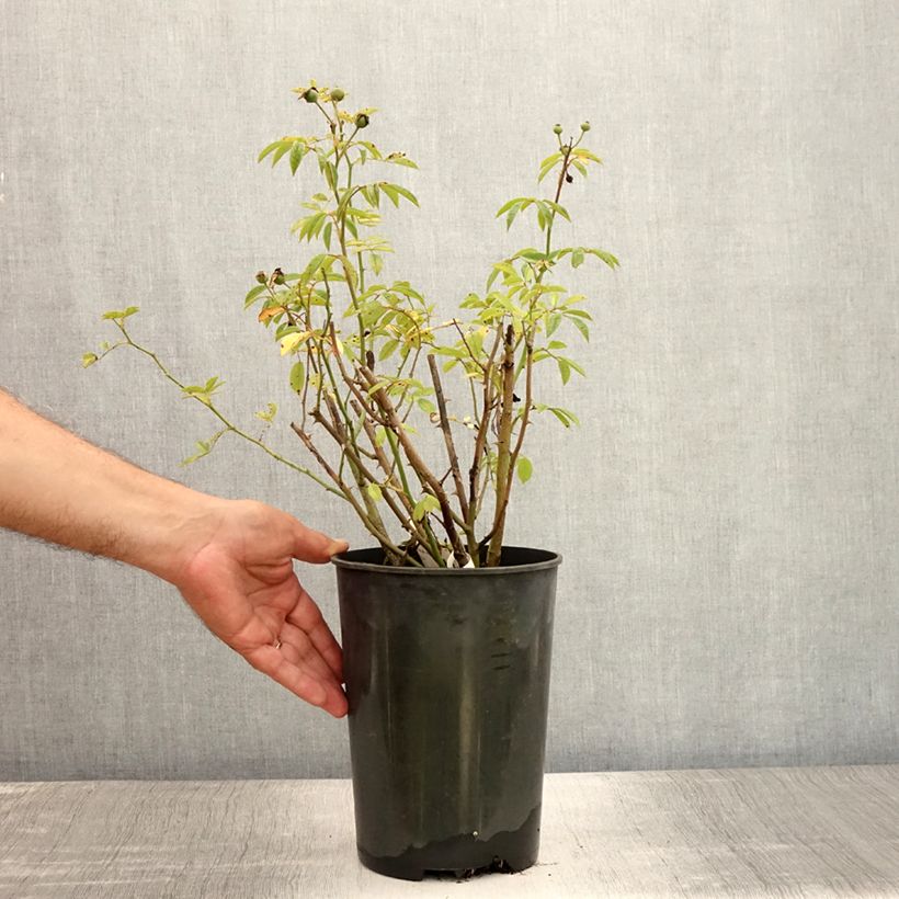 Ejemplar de Rosal Gaard um Titzebierg Maceta 4L/5L entregado en verano