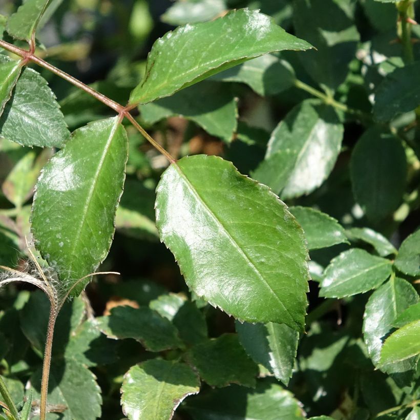 Rosal Ice Meillandecor - Rosal tapizante (Follaje)