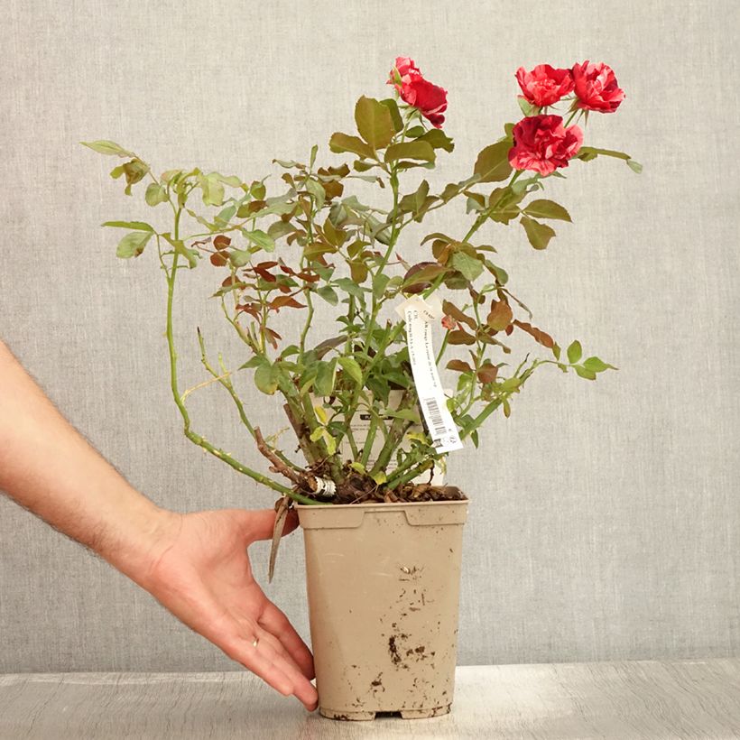 Ejemplar de Rosal La Reine de la Nuit Maceta 3L/4LAltura de entrega aprox. 50/60cm entregado en verano