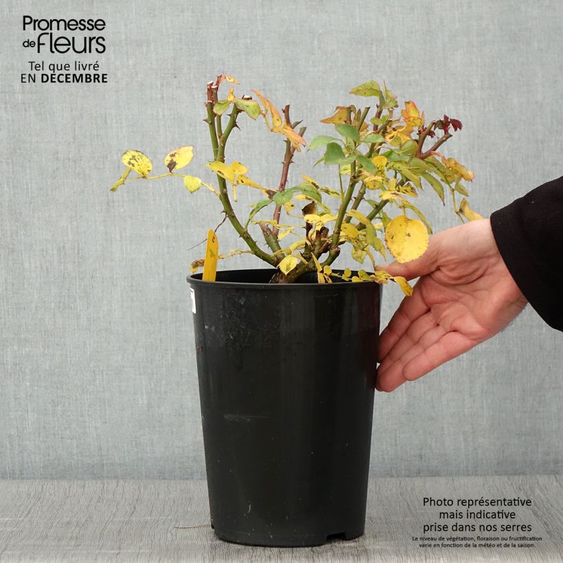Ejemplar de Rosal Mariatheresia Maceta 4L/5L entregado en otoño