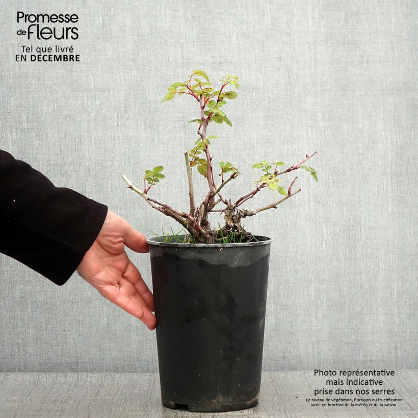 Ejemplar de Rosal Nevada Maceta 4L/5L entregado en otoño