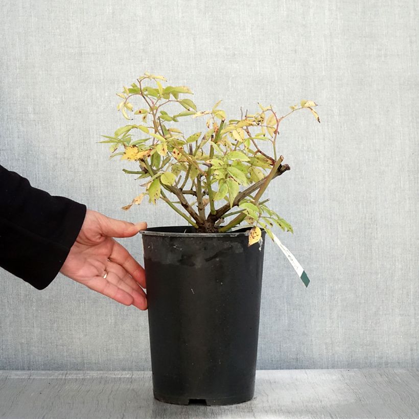 Ejemplar de Rosal Petite de Terre Franche Maceta 4L/5L entregado en otoño