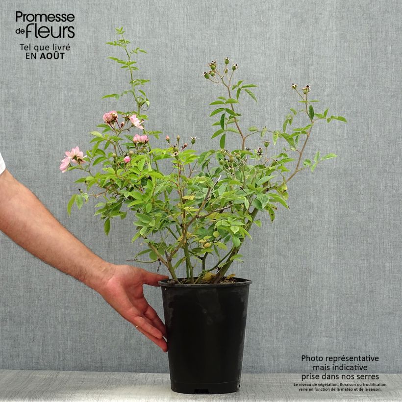 Ejemplar de Rosal Petite de Terre Franche Maceta 4L/5L entregado en verano