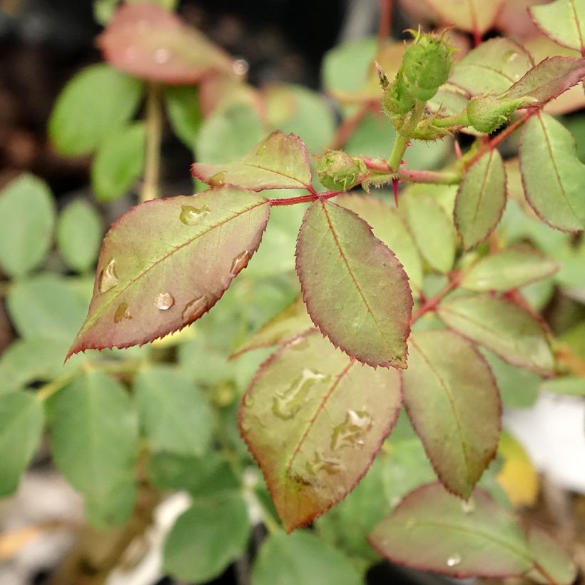 Rosal Pirouette (Follaje)