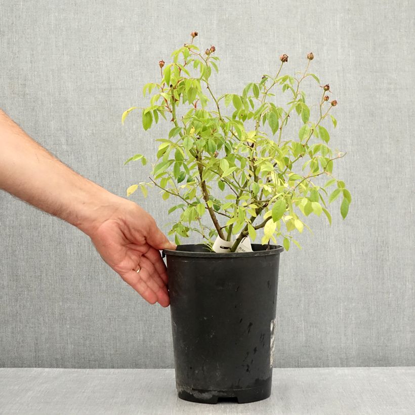 Ejemplar de Rosal Plaisanterie Maceta 4L/5L entregado en verano