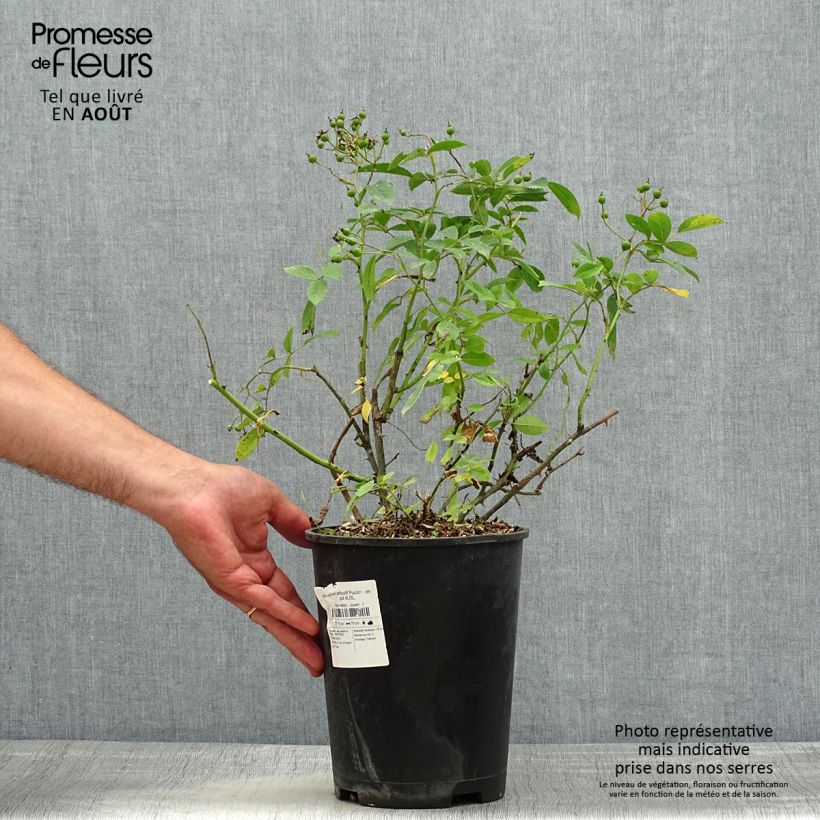 Ejemplar de Rosal Puccini Maceta 4L/5L entregado en verano
