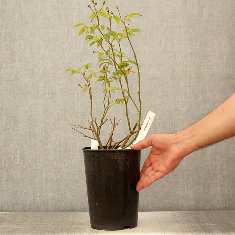 Ejemplar de Rosal Queen of the Musks Maceta 4L/5L entregado en verano