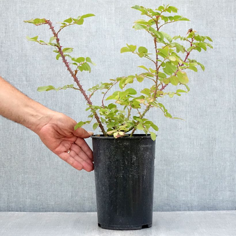 Ejemplar de Rosal rugosa Robusta Korgosa Maceta 4L/5L entregado en verano