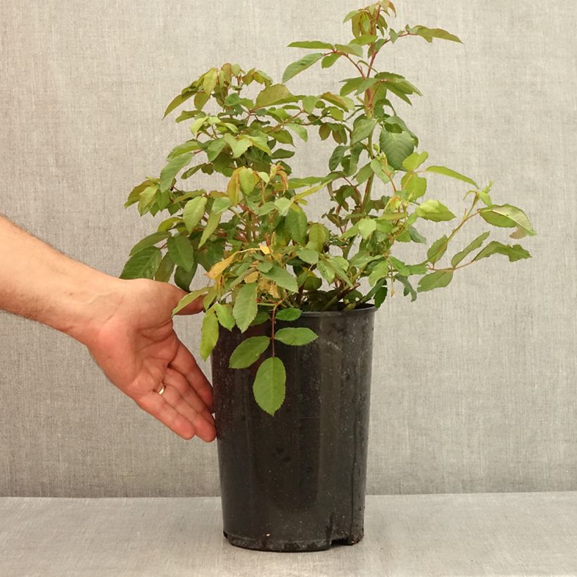 Ejemplar de Rosal Rosalita Maceta 4L/5L entregado en verano