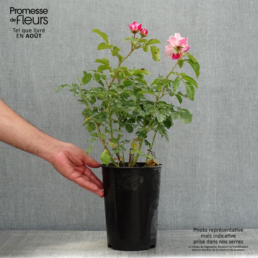 Ejemplar de Rosal Rosenstadt Freising Maceta 4L/5L entregado en verano