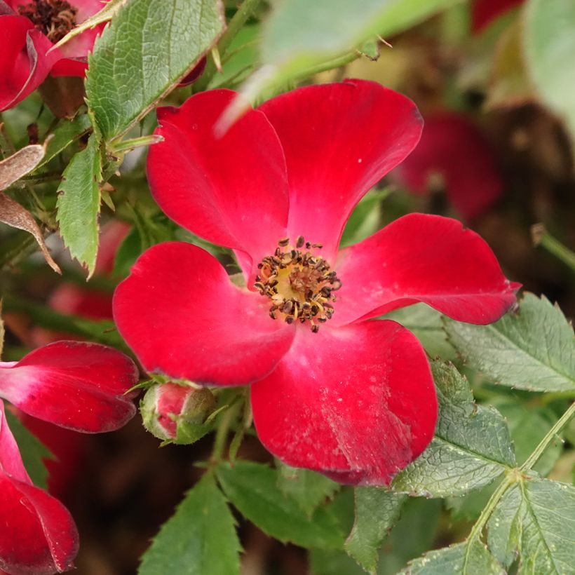 Rosal Rosy Boom Colour Change (Floración)