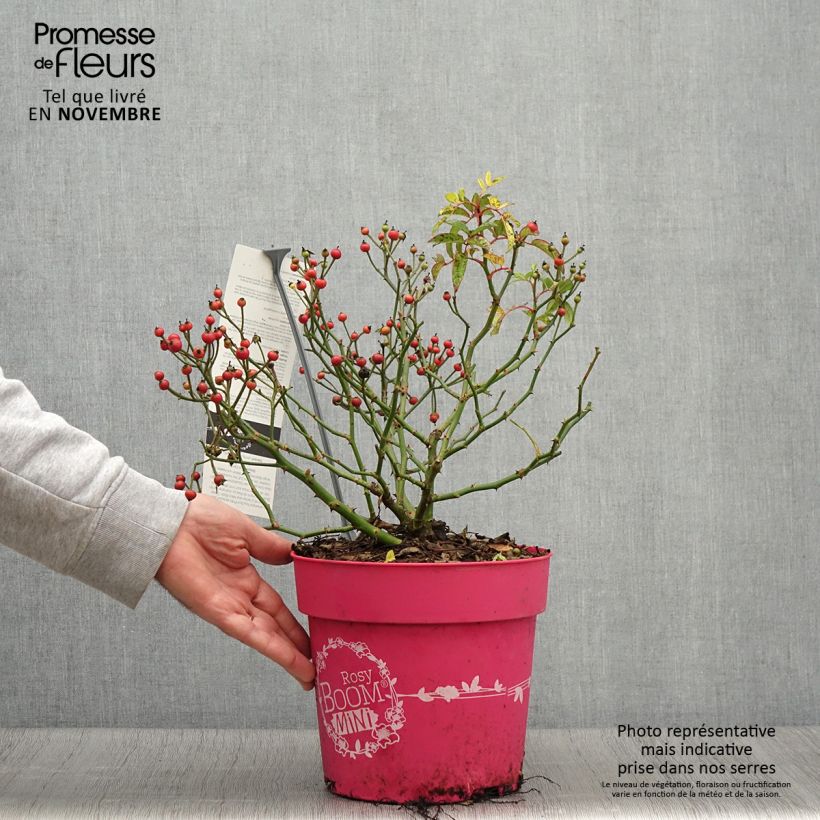Ejemplar de Rosal Rosy Boom Mini Maceta 6L/7L entregado en otoño