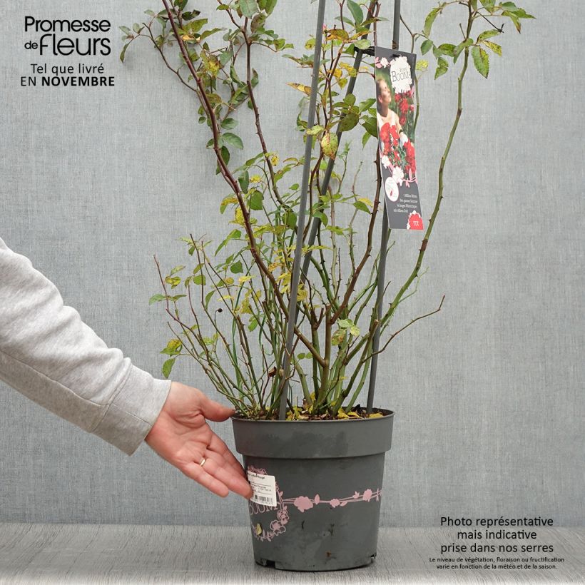 Ejemplar de Rosal Rosy Boom rouge La Belle Rouge Maceta 6L/7L entregado en otoño