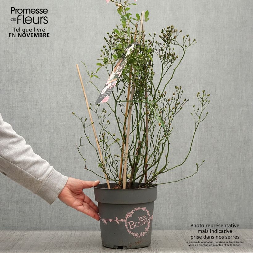 Ejemplar de Rosal Rosy Boom Wildlife Maceta 6L/7L entregado en otoño