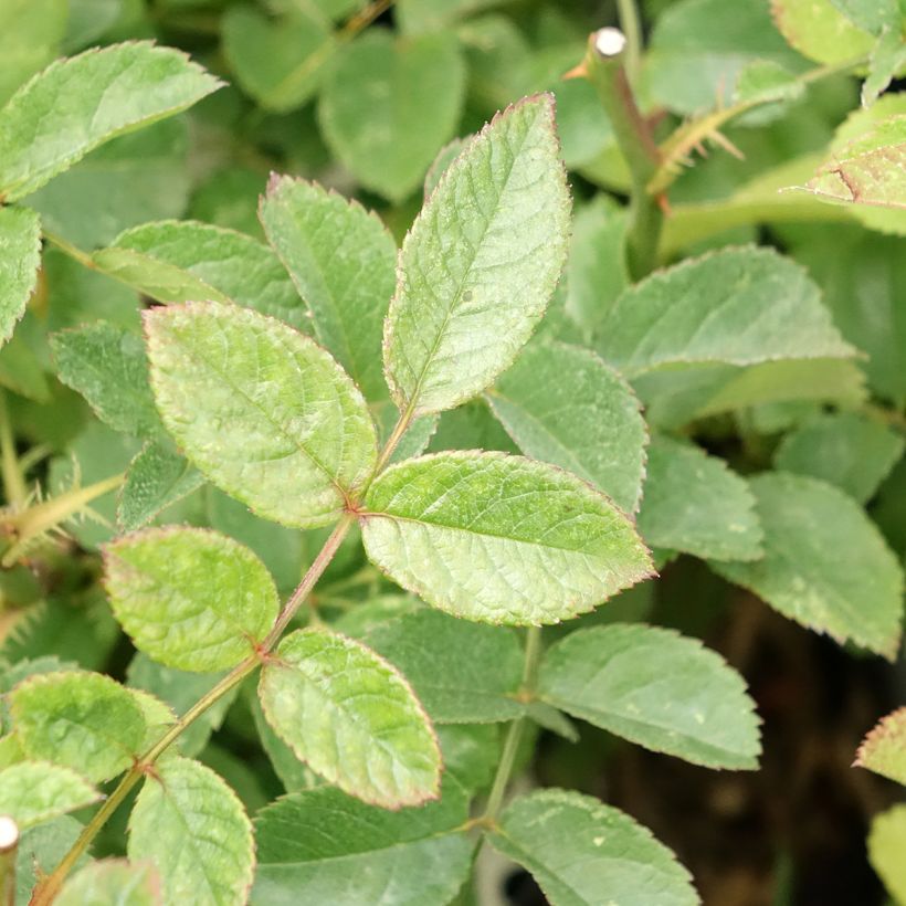 Rosal Rosy Purple (Follaje)