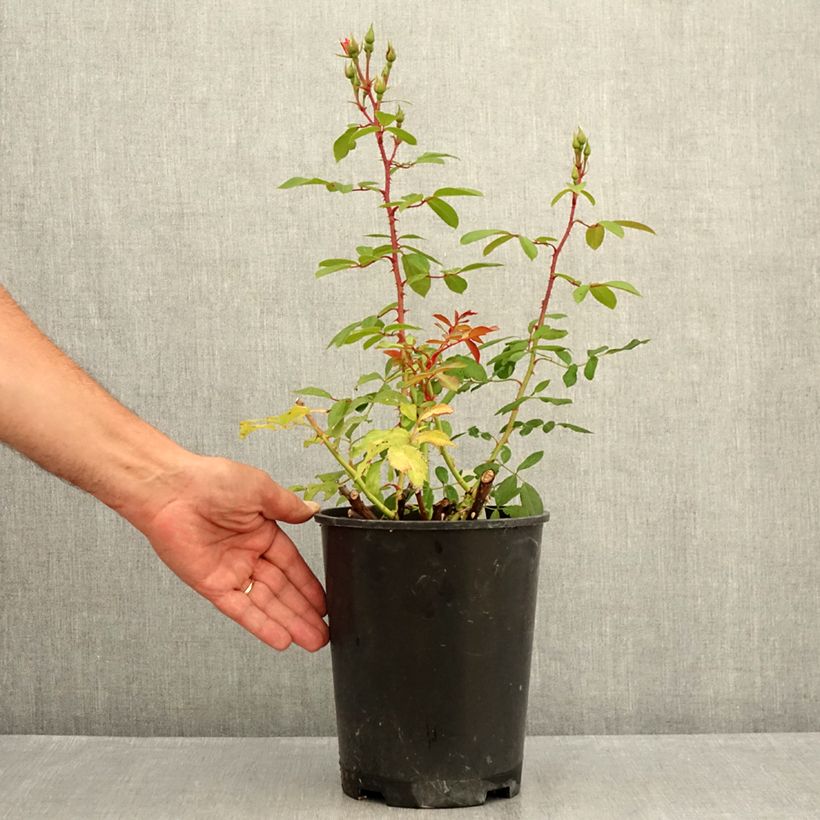 Ejemplar de Rosal Rush lenmobri Maceta 4L/5L entregado en verano