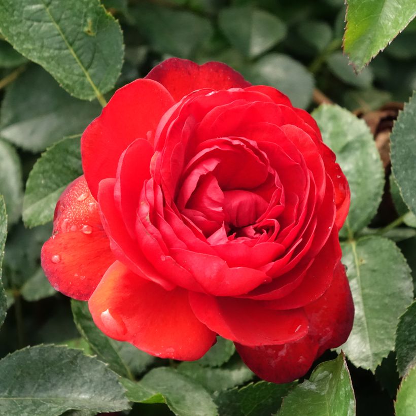 Rosal Scarlet Bonica - Rosales de flores agrupadas (Floración)