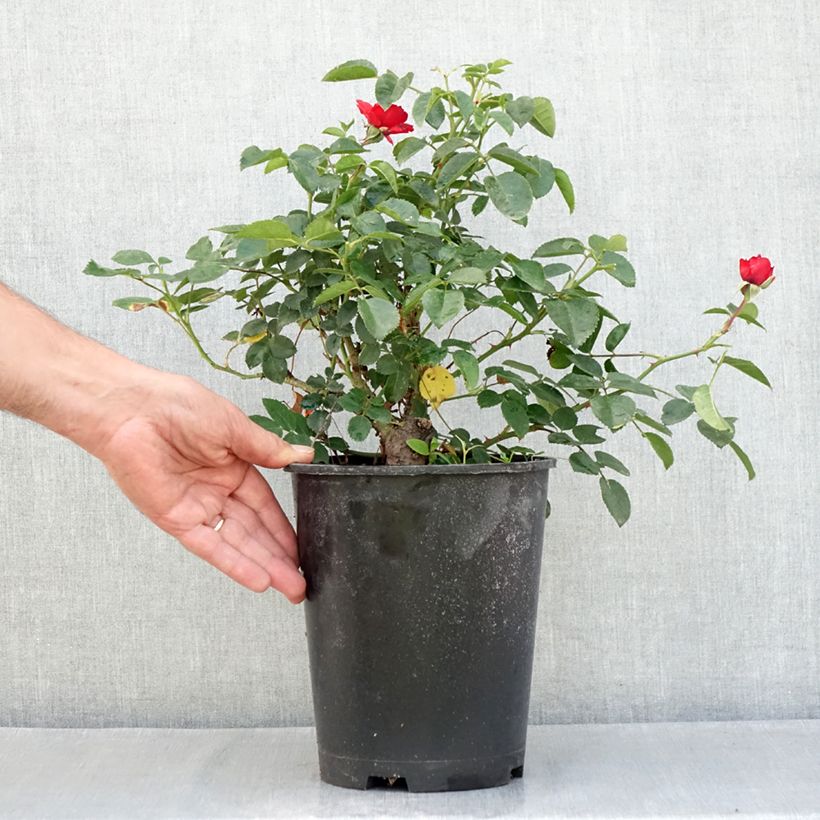 Ejemplar de Rosal Scarlet Bonica - Rosales de flores agrupadas Maceta 4L/5L entregado en verano
