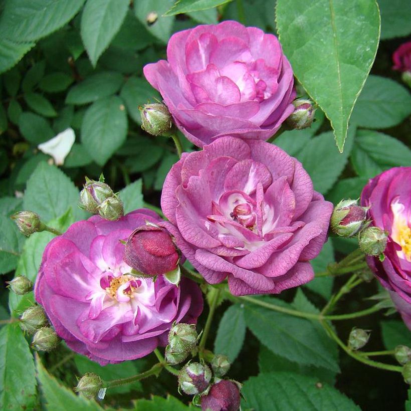 Rosal Sibelius (Floración)