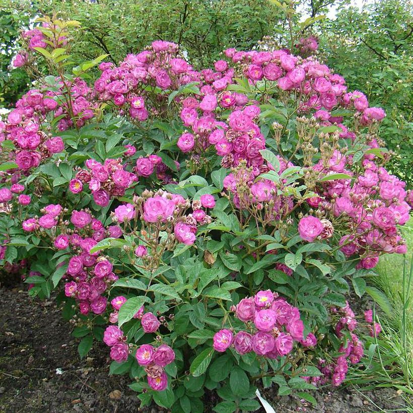 Rosal Sibelius (Porte)