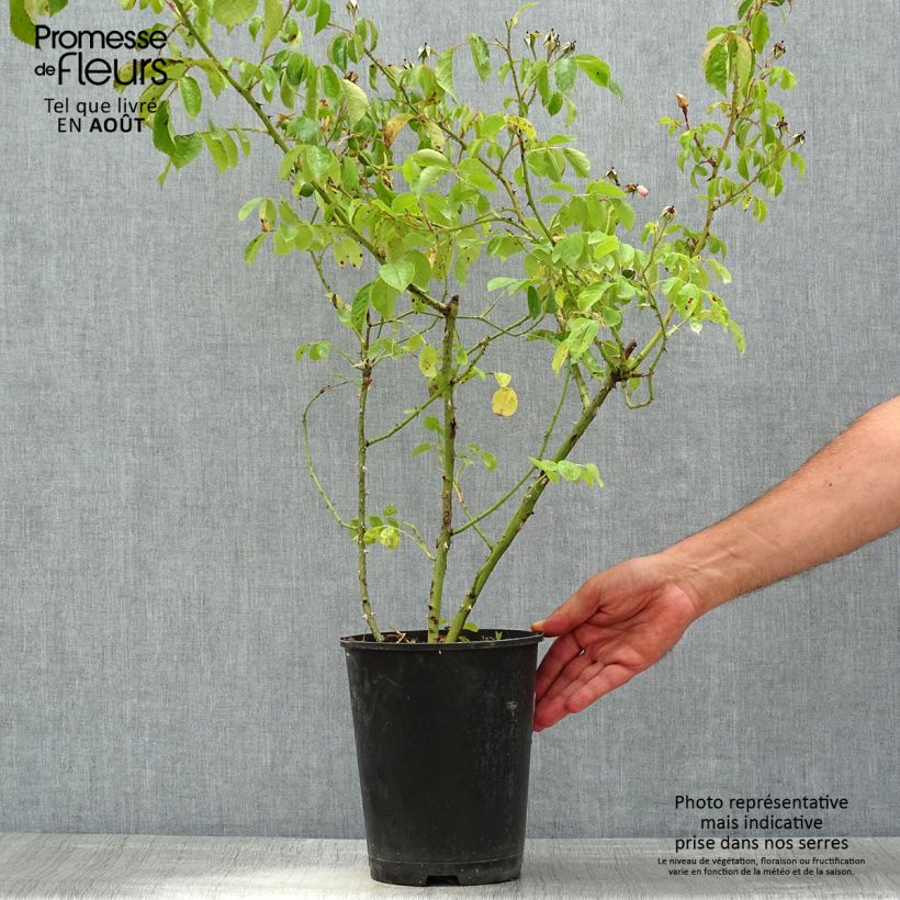 Ejemplar de Rosal Smarty Maceta 4L/5L entregado en verano