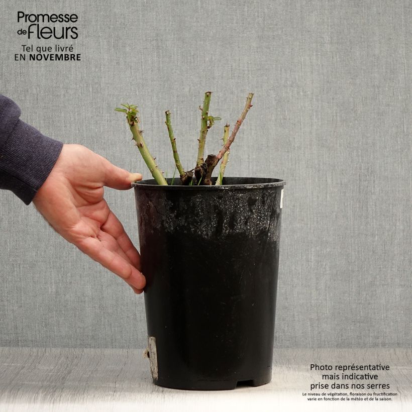 Ejemplar de Rosal Soul Maceta 4L/5L entregado en otoño