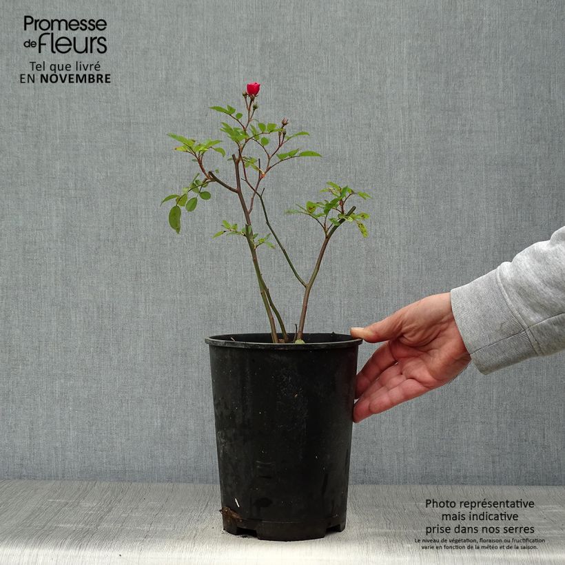 Ejemplar de Rosal Vif Eclat Maceta 4L/5L entregado en otoño