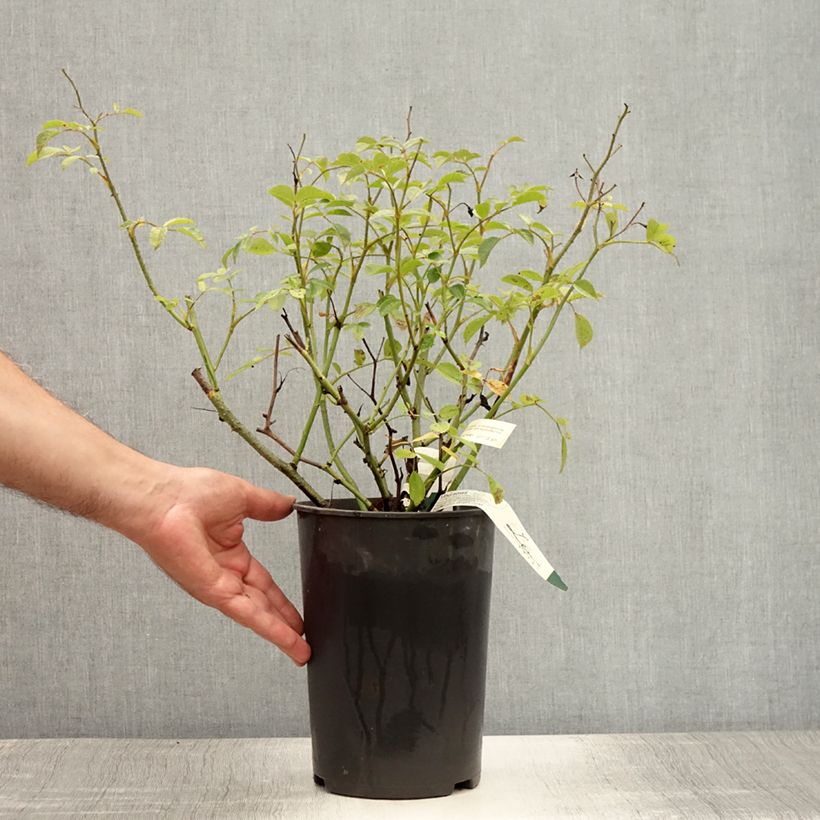 Ejemplar de Rosal Vif Eclat Maceta 4L/5L entregado en verano