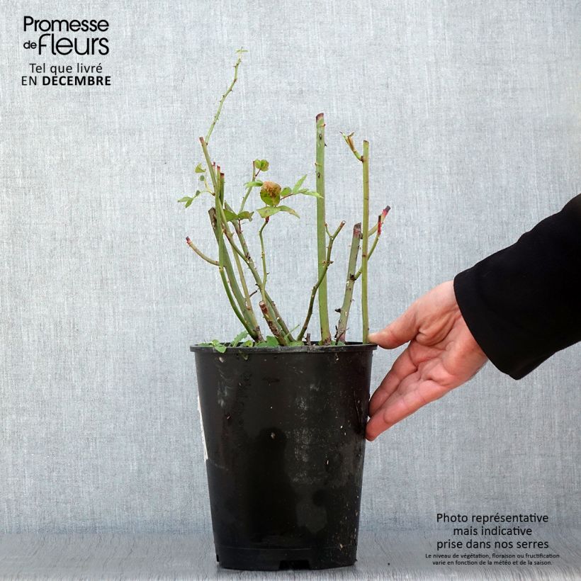 Ejemplar de Rosal Waterloo Maceta 4L/5L entregado en otoño
