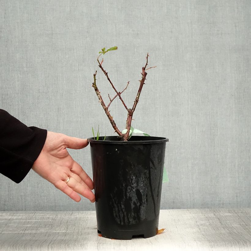 Ejemplar de Rosal Westerland Maceta 4L/5L entregado en otoño