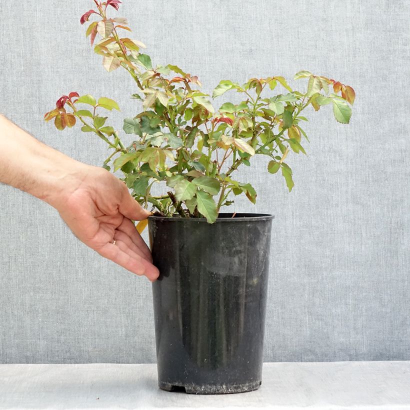 Ejemplar de Rosal Westerland Maceta 4L/5L entregado en verano