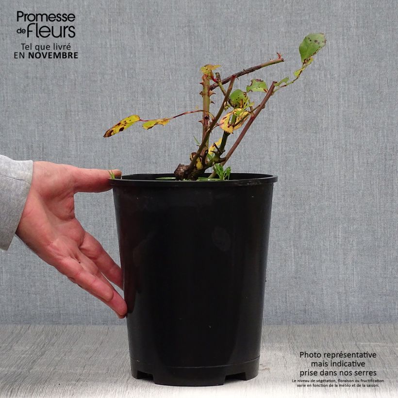 Ejemplar de Rosal Yann Arthus-Bertrand Maceta 4L/5L entregado en otoño
