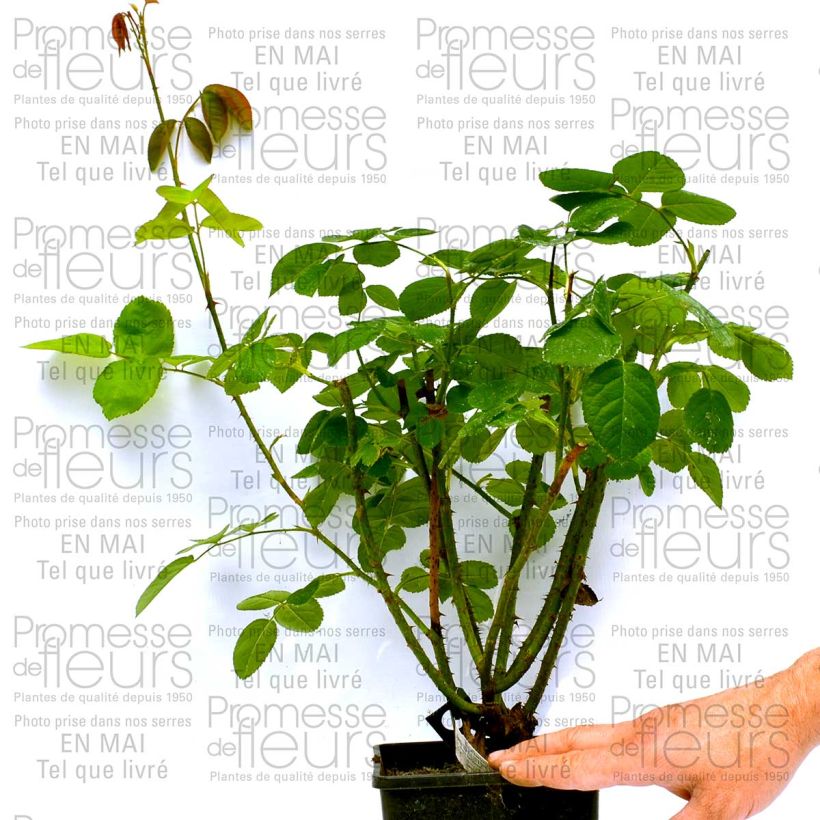 Ejemplo de ejemplar de Rosal Constance Spry Maceta 4L/5L tal y como se entrega