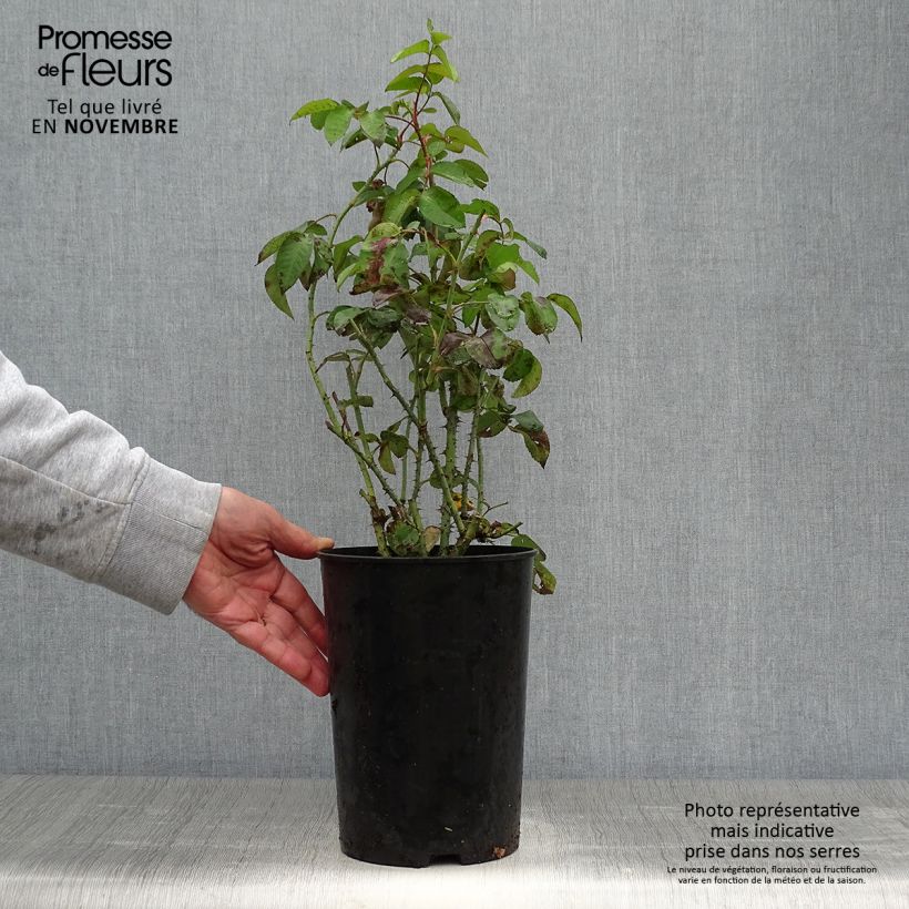 Ejemplar de Rosal Rosier Baronne Prévost Maceta 4L/5L entregado en otoño