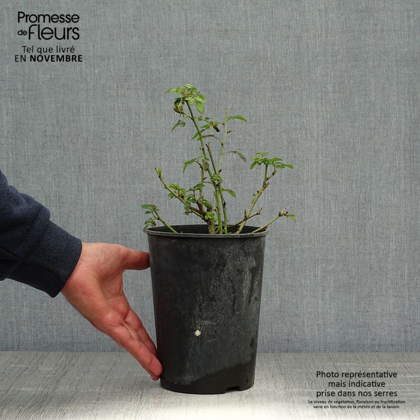 Ejemplar de Rosal Bee's Paradise Light Red Maceta 3L/4L entregado en otoño