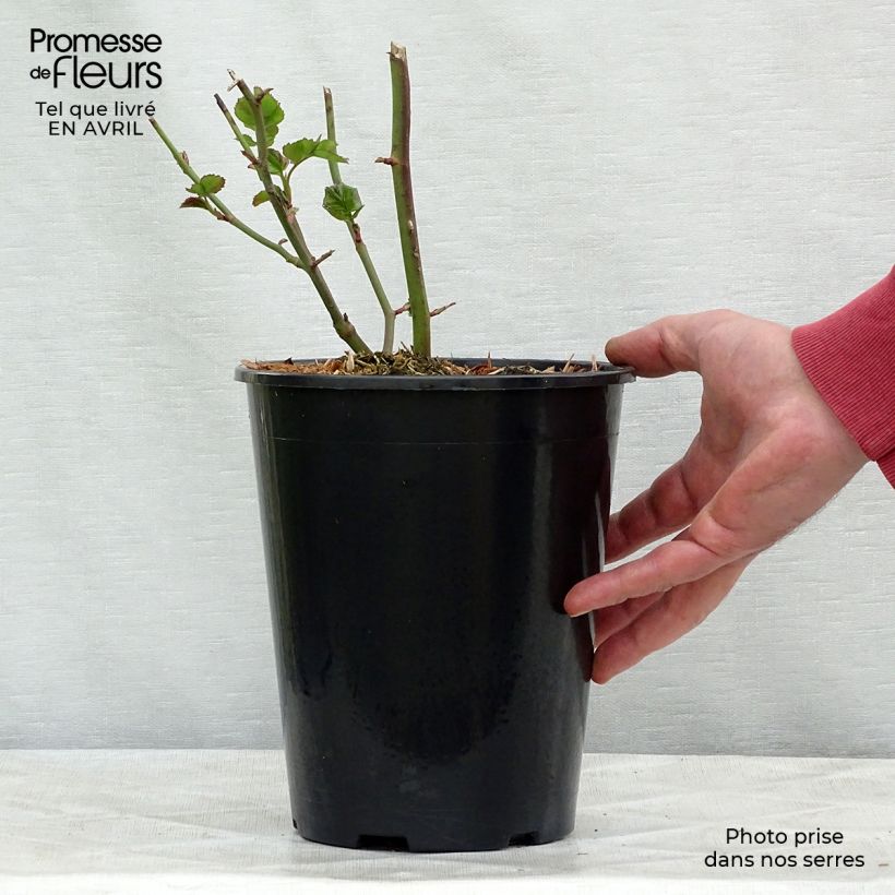 Rosal Bentheimer Gold Maceta 2L/3L Ejemplar entregado en la primavera