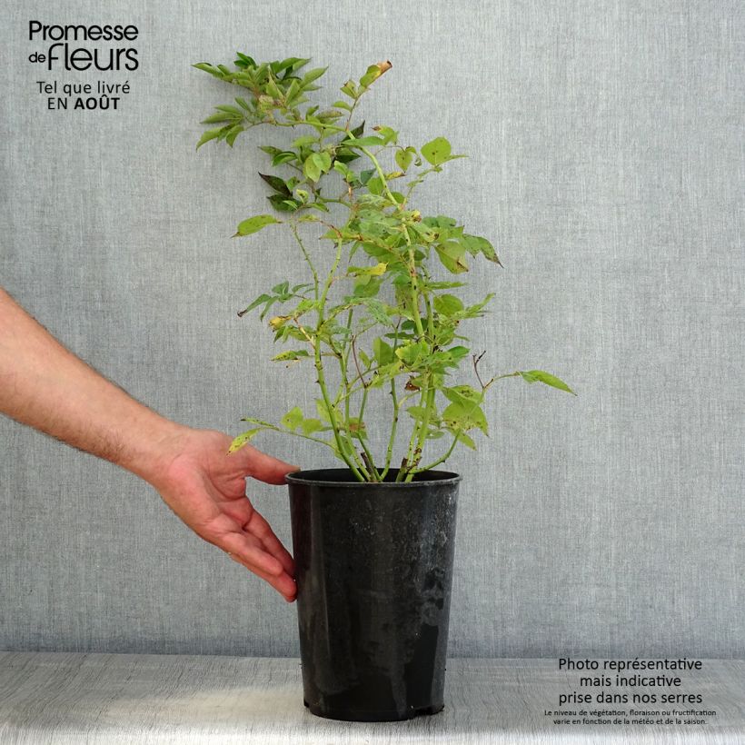 Ejemplar de Rosal Bleu Magenta - Rosal trepadora Maceta 4L/5L entregado en verano